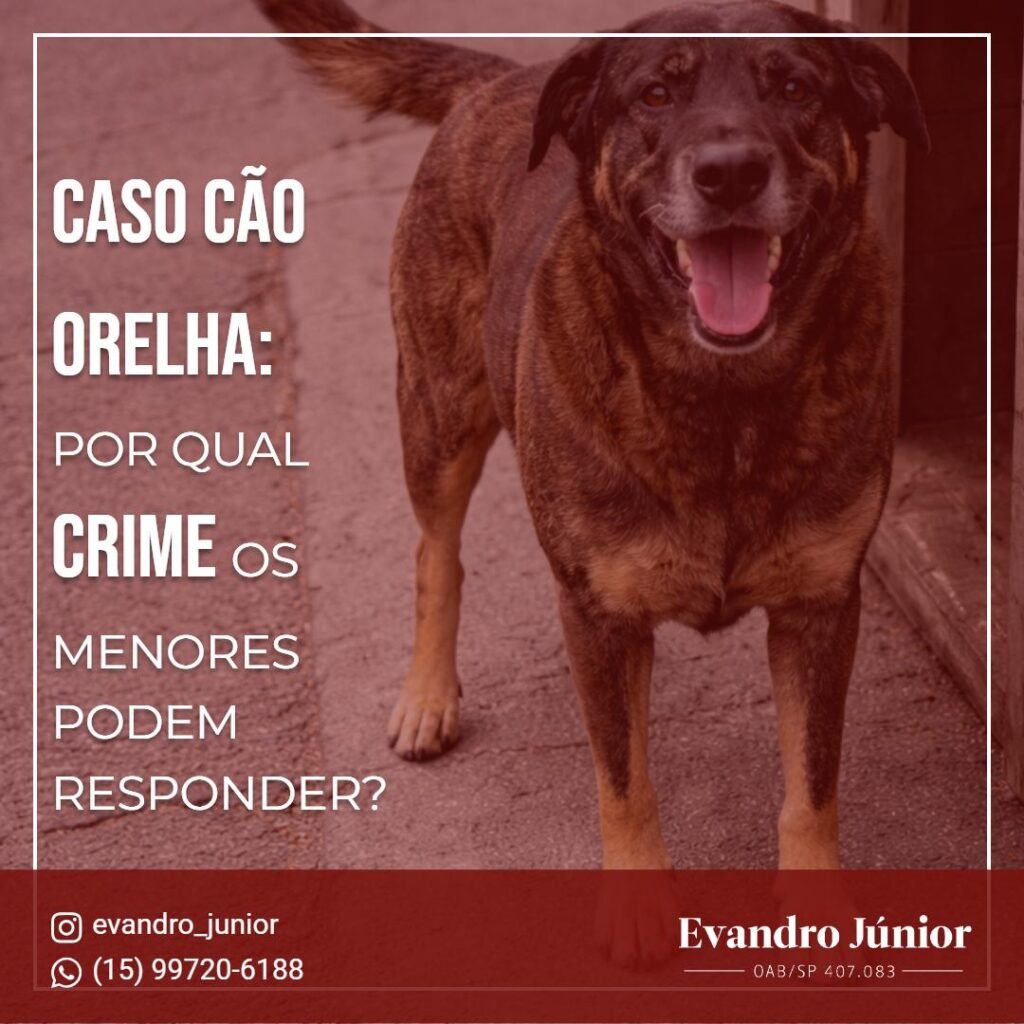 Ato infracional: menor pode responder por maus-tratos a animais?